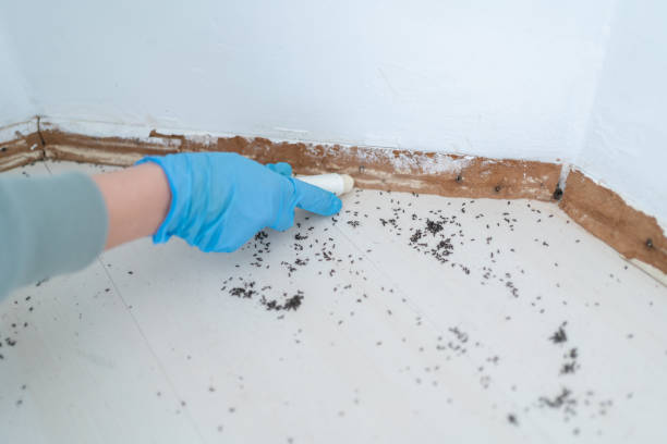 Best Pest Control Treatment  in Fulton, IL